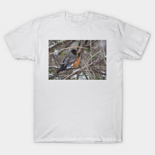 American Robin T-Shirt